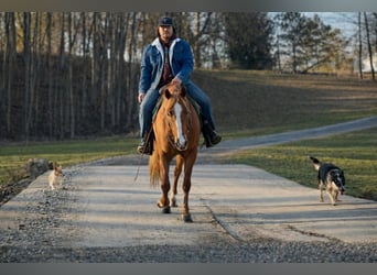 American Quarter Horse, Castrone, 10 Anni, 152 cm, Sauro ciliegia