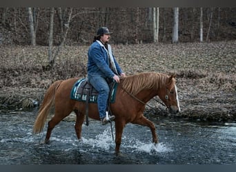 American Quarter Horse, Castrone, 10 Anni, 152 cm, Sauro ciliegia