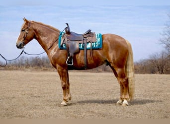 American Quarter Horse, Castrone, 10 Anni, 152 cm, Sauro ciliegia
