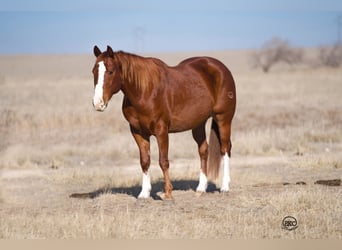 American Quarter Horse, Castrone, 10 Anni, 152 cm, Sauro ciliegia