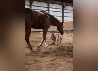American Quarter Horse Mix, Castrone, 10 Anni, 152 cm, Sauro ciliegia