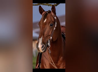 American Quarter Horse, Castrone, 10 Anni, 152 cm, Sauro scuro