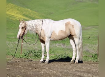 American Quarter Horse, Castrone, 10 Anni, 152 cm, Tobiano-tutti i colori