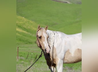 American Quarter Horse, Castrone, 10 Anni, 152 cm, Tobiano-tutti i colori