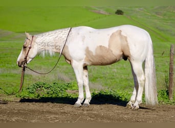 American Quarter Horse, Castrone, 10 Anni, 152 cm, Tobiano-tutti i colori
