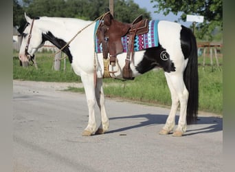 American Quarter Horse, Castrone, 10 Anni, 152 cm, Tobiano-tutti i colori