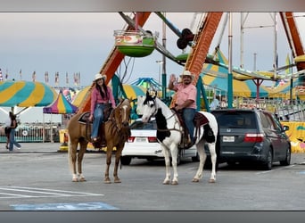 American Quarter Horse, Castrone, 10 Anni, 152 cm, Tobiano-tutti i colori