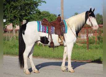 American Quarter Horse, Castrone, 10 Anni, 152 cm, Tobiano-tutti i colori