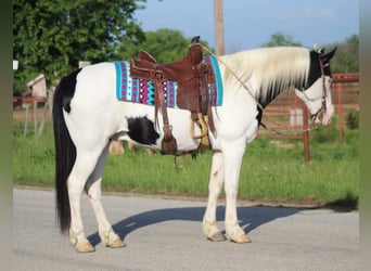 American Quarter Horse, Castrone, 10 Anni, 152 cm, Tobiano-tutti i colori