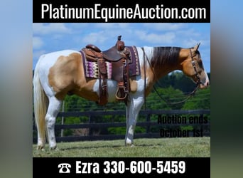 American Quarter Horse, Castrone, 10 Anni, 152 cm, Tobiano-tutti i colori