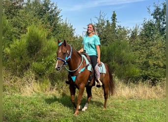 American Quarter Horse, Castrone, 10 Anni, 153 cm, Sauro
