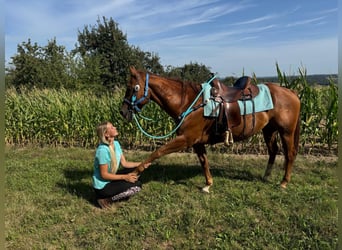 American Quarter Horse, Castrone, 10 Anni, 153 cm, Sauro
