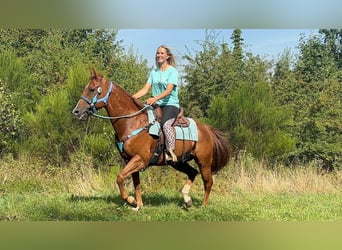 American Quarter Horse, Castrone, 10 Anni, 153 cm, Sauro