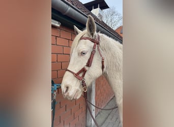 American Quarter Horse, Castrone, 10 Anni, 154 cm, Perlino