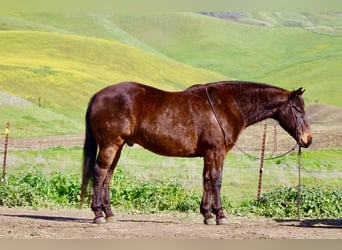 American Quarter Horse, Castrone, 10 Anni, 155 cm, Baio ciliegia