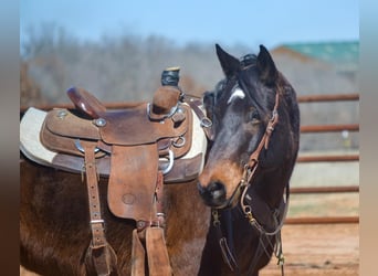 American Quarter Horse, Castrone, 10 Anni, 155 cm, Baio ciliegia