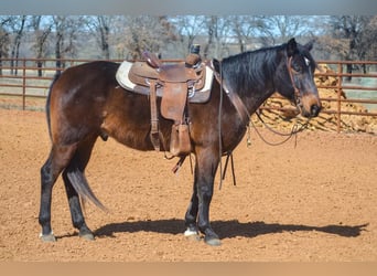 American Quarter Horse, Castrone, 10 Anni, 155 cm, Baio ciliegia