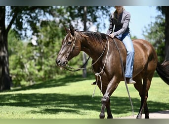 American Quarter Horse, Castrone, 10 Anni, 155 cm, Baio