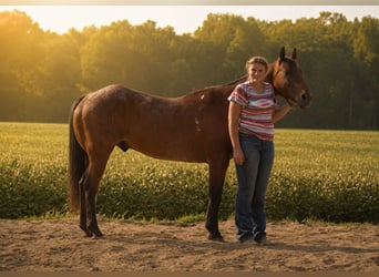 American Quarter Horse, Castrone, 10 Anni, 155 cm, Baio roano