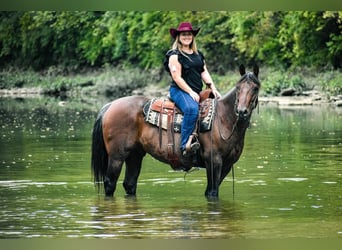 American Quarter Horse, Castrone, 10 Anni, 155 cm, Baio roano