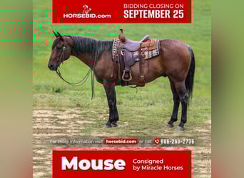 American Quarter Horse, Castrone, 10 Anni, 155 cm, Baio roano