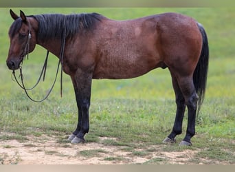 American Quarter Horse, Castrone, 10 Anni, 155 cm, Baio roano