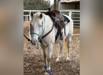 American Quarter Horse, Castrone, 10 Anni, 155 cm, Cremello