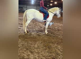 American Quarter Horse, Castrone, 10 Anni, 155 cm, Cremello