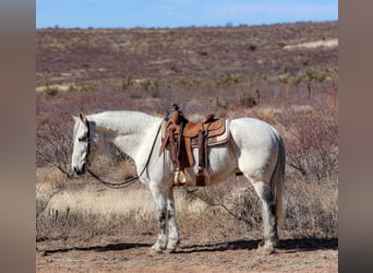 American Quarter Horse, Castrone, 10 Anni, 155 cm, Grigio