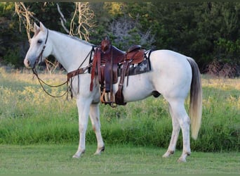 American Quarter Horse, Castrone, 10 Anni, 155 cm, Grigio