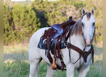 American Quarter Horse, Castrone, 10 Anni, 155 cm, Grigio