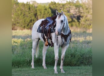 American Quarter Horse, Castrone, 10 Anni, 155 cm, Grigio