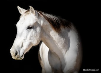 American Quarter Horse, Castrone, 10 Anni, 155 cm, Grigio