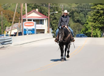 American Quarter Horse, Castrone, 10 Anni, 155 cm, Morello