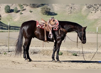 American Quarter Horse, Castrone, 10 Anni, 155 cm, Morello