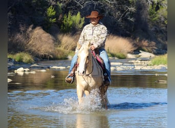 American Quarter Horse, Castrone, 10 Anni, 155 cm, Palomino
