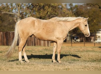 American Quarter Horse, Castrone, 10 Anni, 155 cm, Palomino