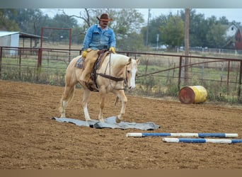 American Quarter Horse, Castrone, 10 Anni, 155 cm, Palomino