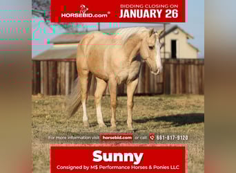 American Quarter Horse, Castrone, 10 Anni, 155 cm, Palomino