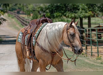 American Quarter Horse, Castrone, 10 Anni, 155 cm, Palomino