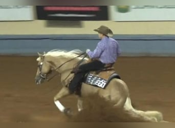 American Quarter Horse, Castrone, 10 Anni, 155 cm, Palomino