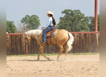 American Quarter Horse, Castrone, 10 Anni, 155 cm, Palomino