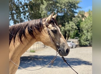 American Quarter Horse, Castrone, 10 Anni, 155 cm, Pelle di daino