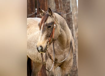 American Quarter Horse, Castrone, 10 Anni, 155 cm, Pelle di daino