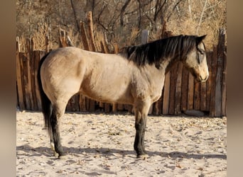 American Quarter Horse, Castrone, 10 Anni, 155 cm, Pelle di daino