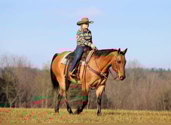 American Quarter Horse, Castrone, 10 Anni, 155 cm, Pelle di daino