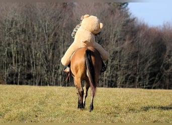 American Quarter Horse, Castrone, 10 Anni, 155 cm, Pelle di daino