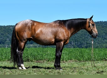 American Quarter Horse, Castrone, 10 Anni, 155 cm, Pelle di daino