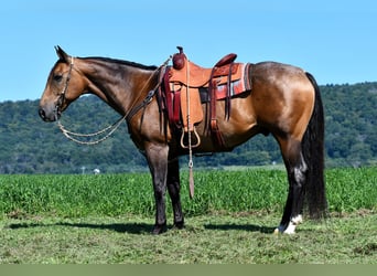 American Quarter Horse, Castrone, 10 Anni, 155 cm, Pelle di daino