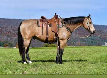 American Quarter Horse, Castrone, 10 Anni, 155 cm, Pelle di daino